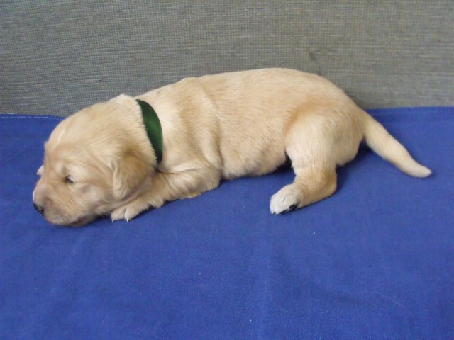 buddy1