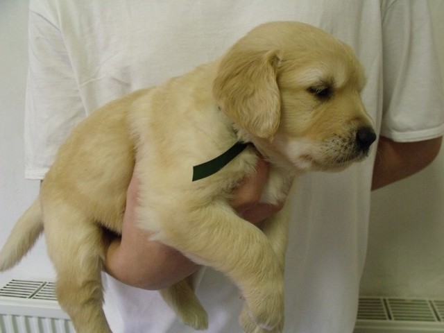 buddy3