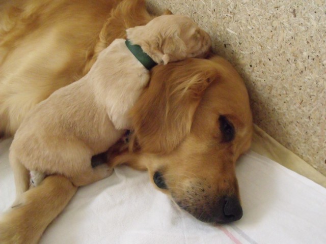 buddy5